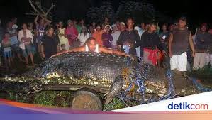 Membandingkan Buaya Siluman Di Babel Dengan Raksasa Lolong Dari Filipina