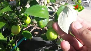 Pohon bidara ini memiliki banyak manfaat. 3 Macam Jenis Bidara Berbeda Bidara Arab Bidara Putsa Apel India Bidara By Afna Hidroponik