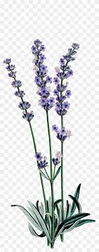 Draw a v shaped line above the blossom, with curved lines coming from its tips to the top of the first flower. English Lavender Chamomile French Lavender Flower Chamomile English Lavender Chamomile French Lavender Png Pngwing