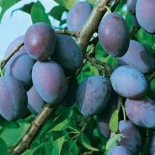 Susino Quetsche D Alsace Vendita Alberi Da Frutto Meilland Albero Di Limoni Alberi Da Frutto Giardinaggio