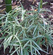 Image result for Pleioblastus fortunei