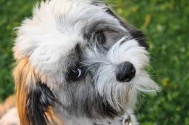 Are All Maltese White Can They Be Black Or Brown The Maltese Database
