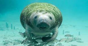 Easy, step by step manatee drawing tutorial. Learn How To Draw A Manatee Nwf Ranger Rick