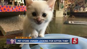 Petsmart offers quality products and accessories for a healthier, happier pet. Kitten Stolen From Pet Shop Owners Youtube