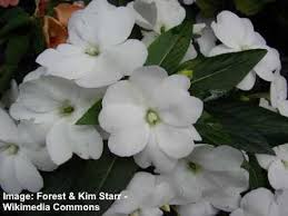 The free likethat garden application uses patented visual search technology to identify flowers from your image. Types Of White Flowers Stunning White Flowering Plants
