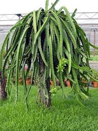 The cactus community on reddit. Dragon Fruit Cactus We Are Growing This Awesome Cacti In Our Backyard In Love We Are Growing The Pink Flesh Dragon Fruit Cactus Trees To Plant Plants