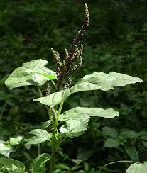 Image result for Amaranthus viridis