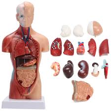 4d human anatomical torso model review!! Mini Human Anatomy Physiology Body Internal Organs Parts Torso Model By Skeleton King Science Education Specimens