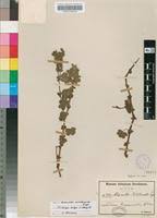 Image result for Alchemilla ellenbeckii