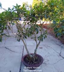 Image result for Ficus laurifolia