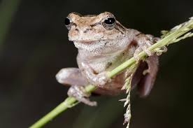 Pine Woods Tree Frog Wikipedia The Free Encyclopedia Frog Tree Frogs Frog And Toad