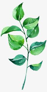 Green leaf png images, png leaves photo and picture. 0 ç´ æ19 Watercolor Leaves Leaves Png 1451x2765 Png Download Pngkit