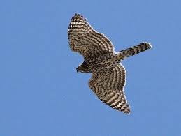 northern goshawk northern goshawk birds of prey animal totems