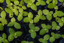 Image result for Lemna aequinoctialis