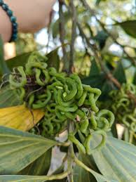 Image result for Pavetta gerstneri