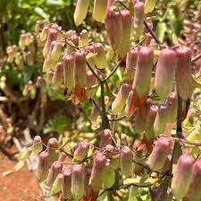 Image result for Xenostegia pinnata