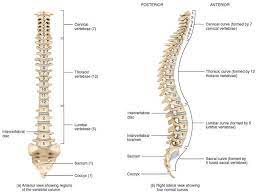Draw your own cranial nerve study sheet. Vertebral Column Neurologyneeds Com