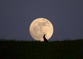 Moongazer Beautiful Moon Moon Gazing Hares Moon Photos