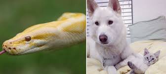 No breeder discussion or help finding breeders. Here Are 15 Exotic Animals Trying To Take The Best Pet Title Away From Dogs