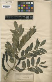 Image result for Bobgunnia madagascariensis