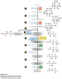 glycolysis flow chart diagram quizlet