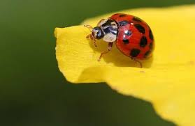 10 Trucs Anti Coccinelles Coccinelle Insectes Animaux Insectes