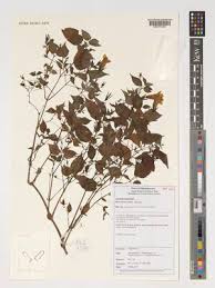 Image result for Mimulopsis excellens