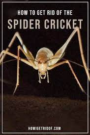 Adopt a cat … or maybe two! How To Get Rid Of The Spider Cricket How I Get Rid Of