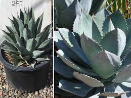 Image result for Vigna pygmaea