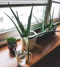 Why Is My Aloe Vera Plant Turning Brown 9 Easy Solutions Smart Garden Guide Dorm Plants Cool Dorm Rooms Room With Plants