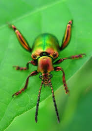 Image result for Fadogia tetraquetra