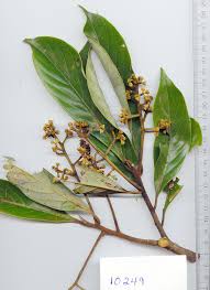 Image result for Lauraceae