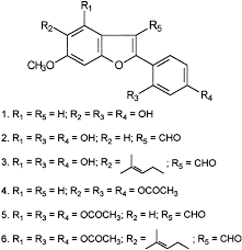 Image result for Sphenostylis marginata