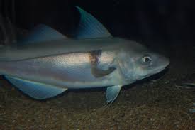 Pollock fish is a marine fish species of the cod family gadidae. Haddock