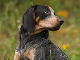 A great variety of coat patterns means more choices for whatever look you love. Bluetick Coonhound Full Profile History And Care