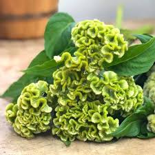 Image result for Celosia nervosa