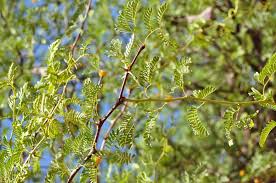 Image result for Acacia haematoxylon