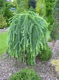 Rostliny Larix Kaempferi Stiff Weeping Modrin Japonsky With Images Conifers Garden Asian Garden
