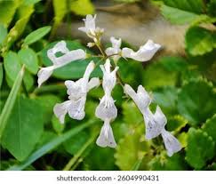 Image result for Plectranthus verticillatus