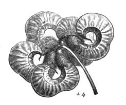 Image result for Antopetitia abyssinica