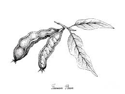Enchantedlearning.com label the sprouting bean diagram read the definitions, then label the dicot plant diagram below. Hand Drawn Of Ice Cream Beans On White Background Drawing By Iam Nee