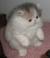 Doll Face Exotic Shorthair