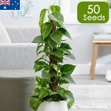 Buy Devils Ivy Plant Vine X50 Seeds Indoor House Plants Outdoor Screening Rare Ebay