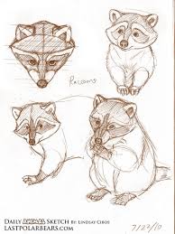 The Last Of The Polar Bears Daily Animal Sketch Raccoons Animal Sketches Animal Drawings Animal Drawings Sketches