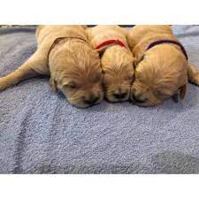 Golden Retriever Texarkana 7 Pups Available 3 Females 5 Males Champion Bloodlines Akc Registered I Own Both Parents Golden Retriever Mini Puppies Puppies