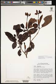 Image result for Gardenia posoquerioides