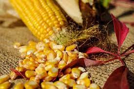 Can Horses Eat Corn On The Cob What You Need To Know Pet Keen