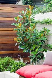 Magnolia little gem is a dwarf tree with smaller, deep green leaves and a compact, bushy but narrow shape. Magnolia Little Gem Burke S Backyard