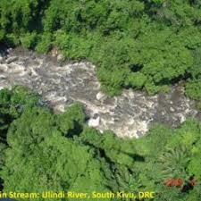 Image result for Hydrostachys polymorpha