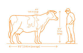 Dairy Cow Dimensions Drawings Dimensions Com